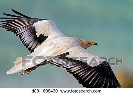 Egyptian vulture (Neophron percnopterus), Socotra island, listed as World Heritage by UNESCO, Aden Governorate, Yemen View Large Photo Image Stock Image - Egyptian vulture (Neophron percnopterus), Socotra island, listed as World Heritage by UNESCO, Aden Governorate, Yemen. Fotosearch