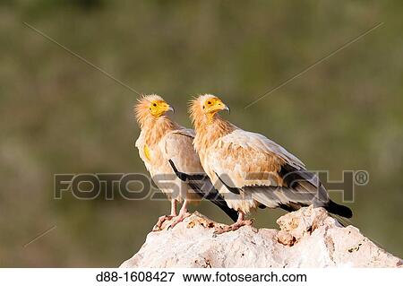 Egyptian vulture (Neophron percnopterus), Socotra island, listed as World Heritage by UNESCO, Aden Governorate, Yemen View Large Photo Image Stock Photo - Egyptian vulture (Neophron percnopterus), Socotra island, listed as World Heritage by UNESCO, Aden Governorate, Yemen. Fotosearch
