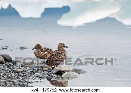 Eider duck in Jokulsarl? n glaciar Iceland east View Large Photo Image Stock Image - Eider duck in Jokulsarl? n glaciar Iceland east. Fotosearch