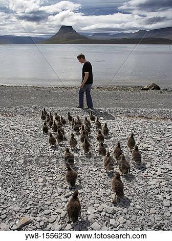 Stock Image - Eider ducks following boy on beach, Vigur Island, West Fjords, Iceland. Fotosearch