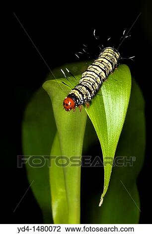 Eight Spotted caterpillar Alypia octomaculata, in the forest, Corcovado National Park, Costa Rica View Large Photo Image Stock Image - Eight Spotted caterpillar Alypia octomaculata, in the forest, Corcovado National Park, Costa Rica. Fotosearch