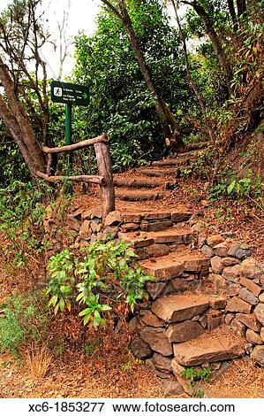 Stock Photo - El Cedro forest in La Gomera island Spain. Fotosearch