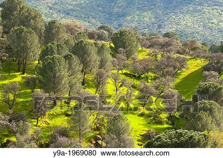 El Encinarejo dehesa landscape during a rainy spring, Jandula river, Sierra de Andujar Natural Park, Jaen, Andalucia, Spain. View Large Photo Image Stock Image - El Encinarejo dehesa landscape during a rainy spring, Jandula river, Sierra de Andujar Natural Park, Jaen, Andalucia, Spain.. Fotosearch