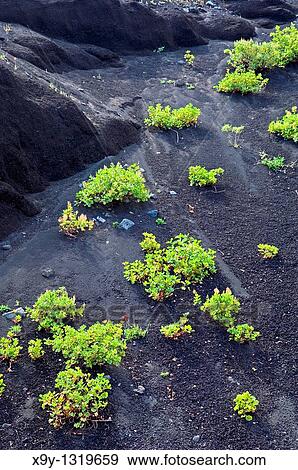 El Hierro, Canary Islands Geology Black volcanic screes rock sand on slopes north of Lomo del Trebol near Sabinosa View Large Photo Image Stock Photo - El Hierro, Canary Islands Geology Black volcanic screes rock sand on slopes north of Lomo del Trebol near Sabinosa. Fotosearch