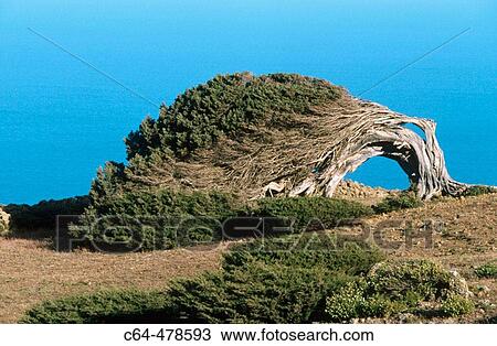 El Hierro. Canary Islands. Spain. View Large Photo Image Stock Image - El Hierro. Canary Islands. Spain.. Fotosearch
