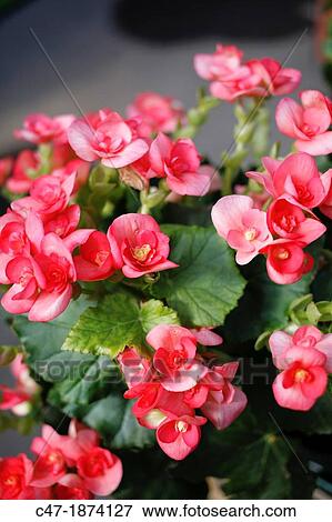 Elatior begonia Begonia x hiemalis is a hybrid begonia with an upright growth habit and big single bloom or double blooms View Large Photo Image Stock Photo - Elatior begonia Begonia x hiemalis is a hybrid begonia with an upright growth habit and big single bloom or double blooms. Fotosearch