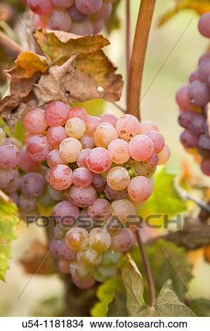 Picture - ELBLING GRAPES IN MOSEL VALLEY. GERMANY. Fotosearch