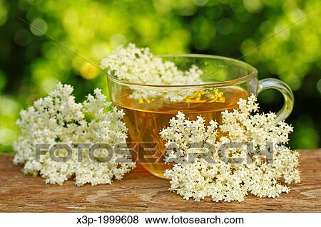 Elder flower infusion. Sambucus nigra. View Large Photo Image Stock Photo - Elder flower infusion. Sambucus nigra.. Fotosearch