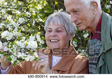 Elderly caucasian couple holding a tree branch and looking at the white blossoms, Island of Amrum, Northfrisian, Schleswig_Holstein, Northern Germany, Europe View Large Photo Image Picture - Elderly caucasian couple holding a tree branch and looking at the white blossoms, Island of Amrum, Northfrisian, Schleswig_Holstein, Northern Germany, Europe. Fotosearch