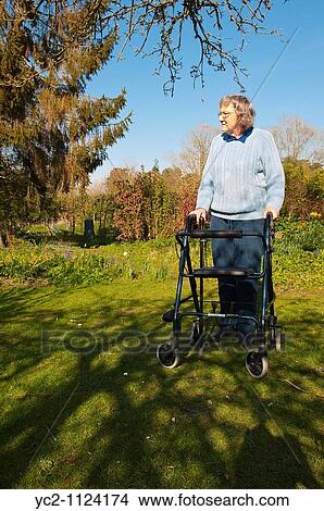 Elderly woman with her rollator walking frame in a cottage garden in Suffolk, England, Great Britain, Uk View Large Photo Image Picture - Elderly woman with her rollator walking frame in a cottage garden in Suffolk, England, Great Britain, Uk. Fotosearch