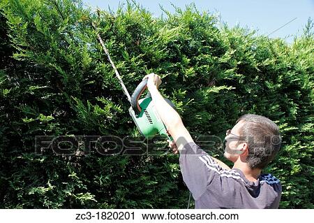 Electric hedge trimmer, Is? re, Rh? ne-Alpes, France. View Large Photo Image Stock Image - Electric hedge trimmer, Is? re, Rh? ne-Alpes, France.. Fotosearch