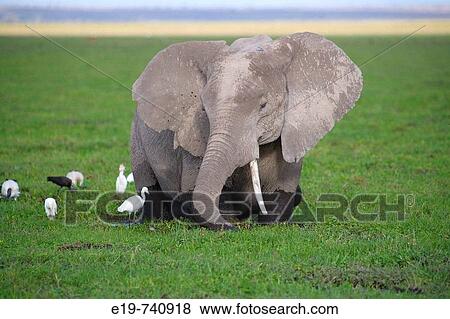 Elephant, Amboseli National Park, Kenya View Large Photo Image Stock Photo - Elephant, Amboseli National Park, Kenya. Fotosearch
