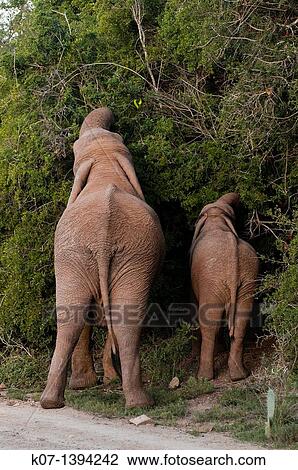 Elephant and cub Loxodonta africana, Kariega Game Reserve, South Africa View Large Photo Image Stock Image - Elephant and cub Loxodonta africana, Kariega Game Reserve, South Africa. Fotosearch
