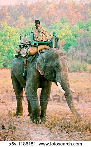 Stock Image - Elephant and his mahout. Bandavgarh National Park. State of Madhya Pradesh. India.. Fotosearch