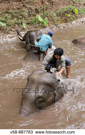 Elephant bath, Mekong Elephant camp, Pakbeng, Oudomxay province, Laos View Large Photo Image Stock Image - Elephant bath, Mekong Elephant camp, Pakbeng, Oudomxay province, Laos. Fotosearch