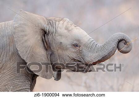 Picture - Elephant calf, Loxodonta africana, Kruger National Park, South Africa. Fotosearch