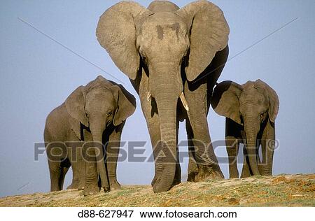 Elephant. Chobe N. P. African Elephant (Loxodonta africana). Bostwana View Large Photo Image Stock Photo - Elephant. Chobe N. P. African Elephant (Loxodonta africana). Bostwana. Fotosearch