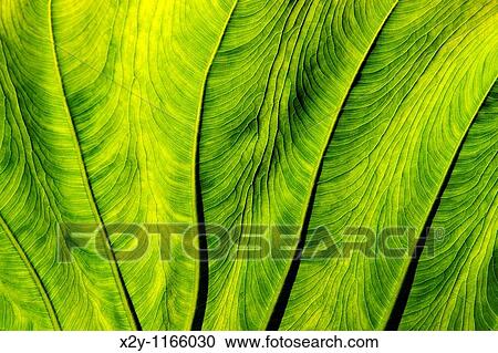 Elephant ear plant detail, View Large Photo Image Stock Image - Elephant ear plant detail,. Fotosearch
