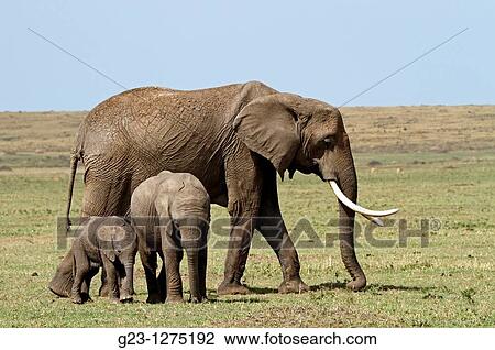Elephant family View Large Photo Image Stock Image - Elephant family. Fotosearch
