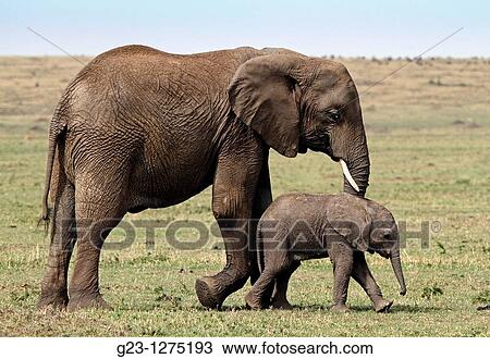 Elephant family View Large Photo Image Stock Image - Elephant family. Fotosearch