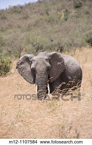 Picture - Elephant feeds on the plains of the Masai Mara. Fotosearch