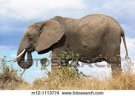 Picture - Elephant feeds on the plains of the Masai Mara. Fotosearch