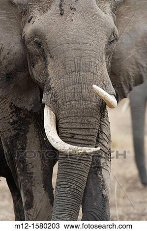 Elephant feeds on the plains of the Masai Mara View Large Photo Image Stock Image - Elephant feeds on the plains of the Masai Mara. Fotosearch