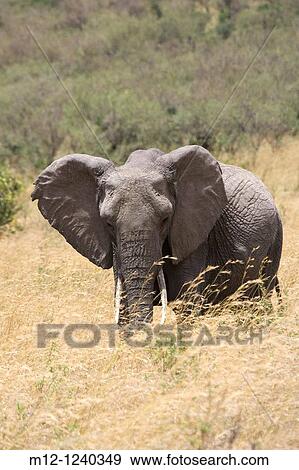 Elephant feeds on the plains of the Masai Mara View Large Photo Image Stock Photo - Elephant feeds on the plains of the Masai Mara. Fotosearch