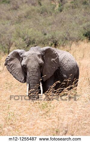 Stock Photo - Elephant feeds on the plains of the Masai Mara. Fotosearch