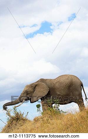 Elephant feeds on the plains of the Masai Mara View Large Photo Image Stock Photography - Elephant feeds on the plains of the Masai Mara. Fotosearch