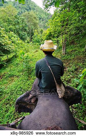 Elephant handler, Kanchanaburi Province, Thailand View Large Photo Image Stock Photograph - Elephant handler, Kanchanaburi Province, Thailand. Fotosearch