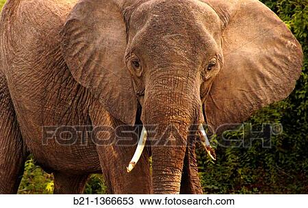 Elephant (Loxodonta africana), Chobe National Park, Botswana View Large Photo Image Stock Image - Elephant (Loxodonta africana), Chobe National Park, Botswana. Fotosearch
