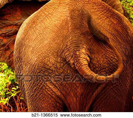 Stock Photography - Elephant (Loxodonta africana), Chobe National Park, Botswana. Fotosearch