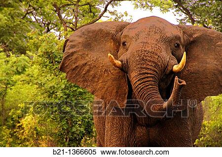 Elephant (Loxodonta africana) in the Sibuyu Forest Reserve, Botswana View Large Photo Image Stock Photography - Elephant (Loxodonta africana) in the Sibuyu Forest Reserve, Botswana. Fotosearch
