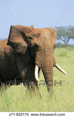 Elephant (Loxodonta africana). Tarangire National Park, Tanzania. View Large Photo Image Stock Photography - Elephant (Loxodonta africana). Tarangire National Park, Tanzania.. Fotosearch
