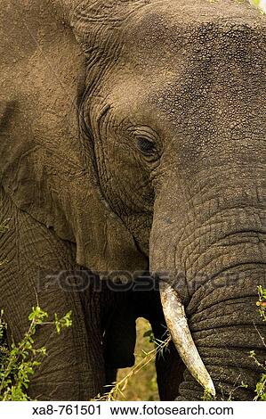 Stock Image - Elephant, Murchison Falls N. P. Uganda. Fotosearch