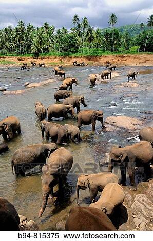 Elephant orphanage, Pinnawala, Sri Lanka View Large Photo Image Stock Photography - Elephant orphanage, Pinnawala, Sri Lanka. Fotosearch