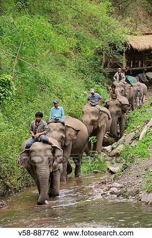 Stock Image - Elephant safari, Pakbeng, Oudomxay province, Laos. Fotosearch