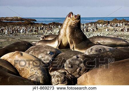 Elephant seal juvenilles sparing, Sandy Bay, Macquarie Island, Australia View Large Photo Image Stock Image - Elephant seal juvenilles sparing, Sandy Bay, Macquarie Island, Australia. Fotosearch
