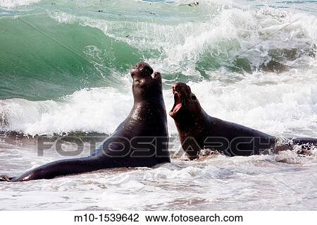 Elephant Seals in the water View Large Photo Image Stock Image - Elephant Seals in the water. Fotosearch