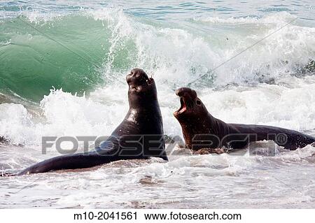 Elephant Seals in the water. View Large Photo Image Stock Image - Elephant Seals in the water.. Fotosearch