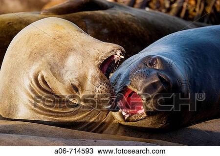 Elephant seals View Large Photo Image Stock Image - Elephant seals. Fotosearch