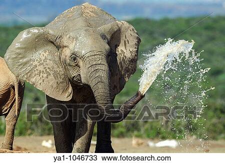 Elephant splashing water with his trunk. Addo Elephant national park, Eastern Cape, South Africa View Large Photo Image Stock Image - Elephant splashing water with his trunk. Addo Elephant national park, Eastern Cape, South Africa. Fotosearch