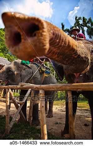 Elephant treck, Elephant Hills, Khao Sok National Park, Surat Thani, Thailand. View Large Photo Image Stock Image - Elephant treck, Elephant Hills, Khao Sok National Park, Surat Thani, Thailand.. Fotosearch