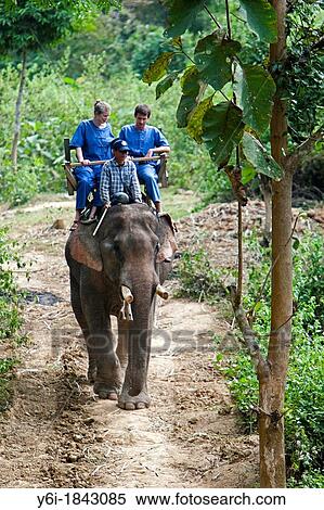Elephant trek near Luang Prabang Laos PDR View Large Photo Image Stock Photography - Elephant trek near Luang Prabang Laos PDR. Fotosearch