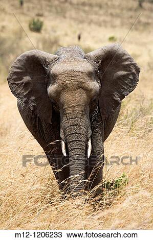 Elephant walks across the plains of the Masai Mara View Large Photo Image Stock Image - Elephant walks across the plains of the Masai Mara. Fotosearch