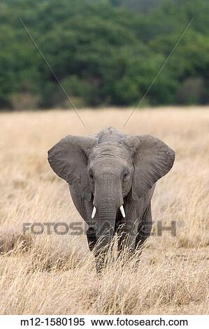 Elephant walks across the plains of the Masai Mara View Large Photo Image Stock Photography - Elephant walks across the plains of the Masai Mara. Fotosearch