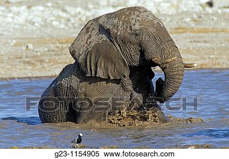 elephant's bathroom, lat. Loxodonta africana View Large Photo Image Stock Photography - elephant's bathroom, lat. Loxodonta africana. Fotosearch