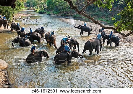 Elephants, Chiang Mai Province, Thailand. View Large Photo Image Stock Image - Elephants, Chiang Mai Province, Thailand.. Fotosearch