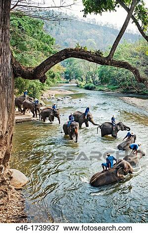 Elephants, Chiang Mai Province, Thailand. View Large Photo Image Stock Photo - Elephants, Chiang Mai Province, Thailand.. Fotosearch